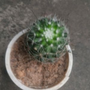 Combo Its Sucuulent Gasteria Plant +ball Cactus