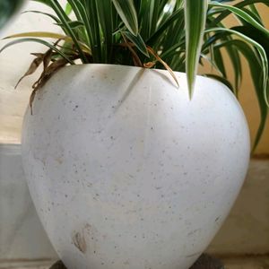 Spider Plant With Pot