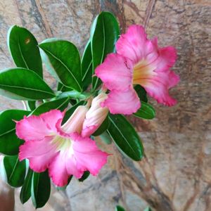 20 Adenium Seed & Pecock see