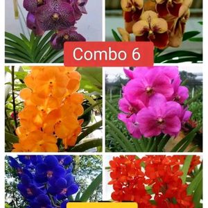 Vanda Orchid 6 Combo Colour