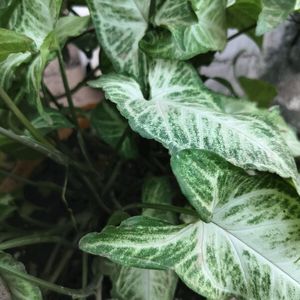 Syngonium Plant Cutting