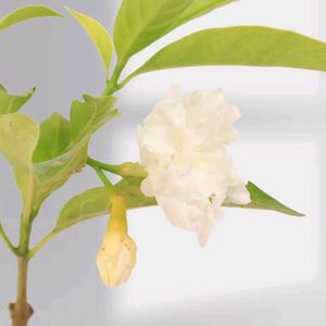 Double Chandani Flower Live Plant