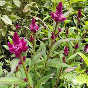 Seeds Celosia Cockscomb