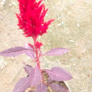 Combo Of 3 Celosia Pulmosa Forest Fire Cocks Comb