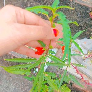 Orange Flower Seeds