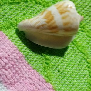 Small Sea Shell (Four)