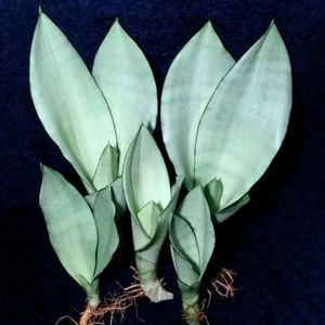 Moonshine  Sansevieria