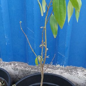 Tej Patta Live Plant/Spice Plant