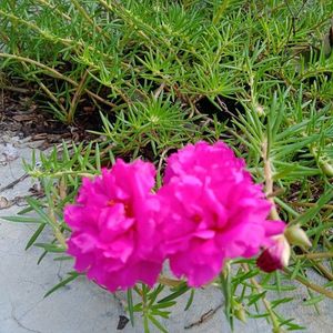 Portulaca Flowers (10 Plants Cuttings)