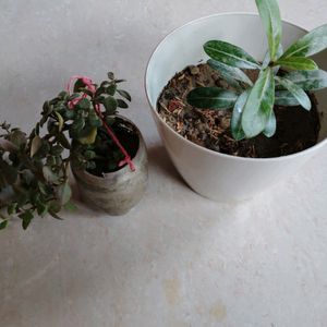 Adenium With Pot & 3 Plant