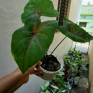 Caladium Bicilor Plant 🌵Pot