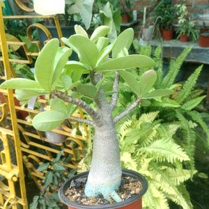 Adenium Arabicum Live Plant (Tk)