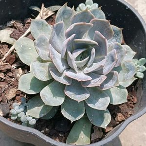 Matured Succulent