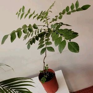 Curry Leaves Plant 🌵& Pot