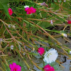 Pink &White Portcuala 💐 Flower Plant