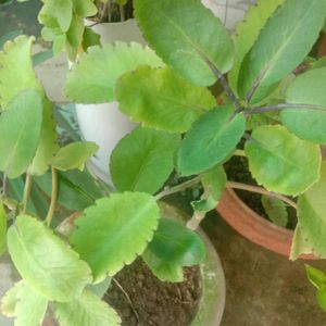 Pattarchatta(Kalanchoe Pinnata), Quantity Is1,Use