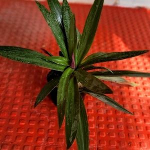 Tradescantia spathacea Plants🌵& Pot