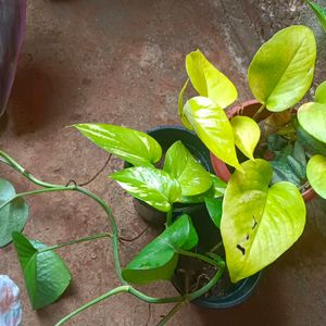 3 Variteys Of Money Plant Without Pot