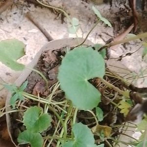 Centella asiatica Plant Shapling.