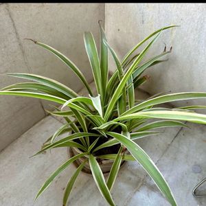 Spider Plant  For You House