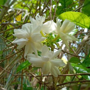 *I*  Climbing Jasmine Stem Cuttings