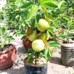 Red Guava Plant