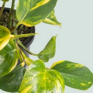 Money Plant / Live Pothos