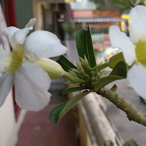 Freshly Harvested White Adenium Seeds