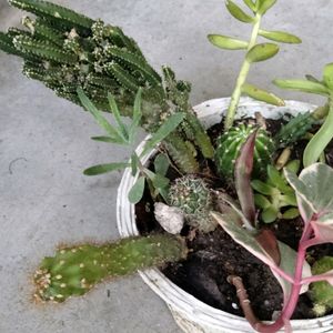 Assorted Plants