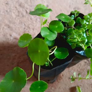 Tangled Heart  And Pennywort Plant