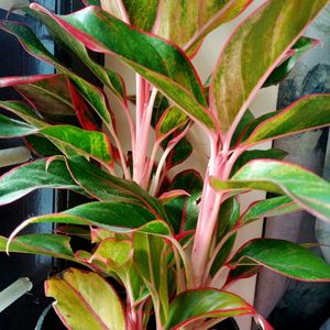 Aglonema 2 Plants Combo