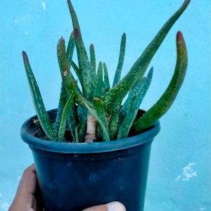 Aloe Vera chinensis