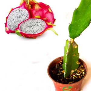 Dragon Fruit Live Plant