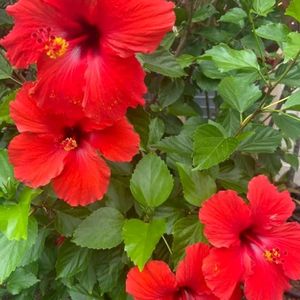 Hibiscus plant & 2 Plan Combo