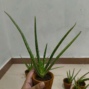 Beginner Friendly Plant Combos