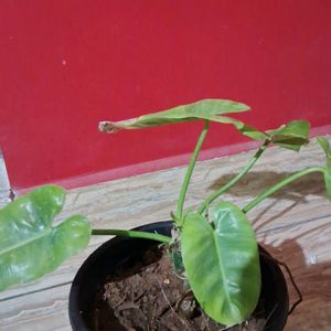 Philodendron Burle Max 4" Rooted Plant