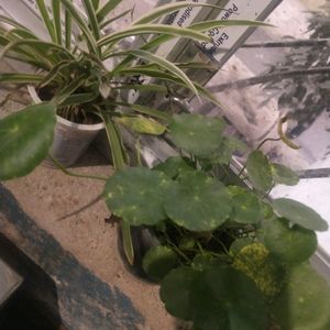 Combo Of 2 Spider Plant + Coin Brahmi With Root