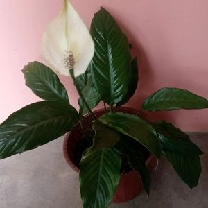 Peace lily