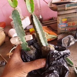 1 Pink Hybrid Dragon Fruit Plant