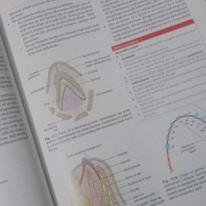 Human Embryology 11th Edition