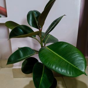 Hyderabad Only Self Pickup Available, Rubber Plant