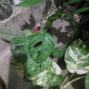 Combo 2  Big Leaf Phothos Mony Plant + Monestera