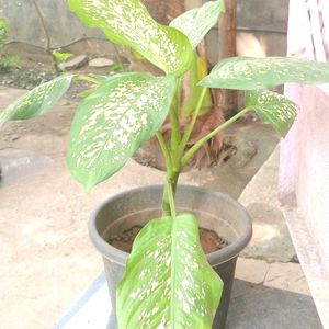 Dump Cane Plant