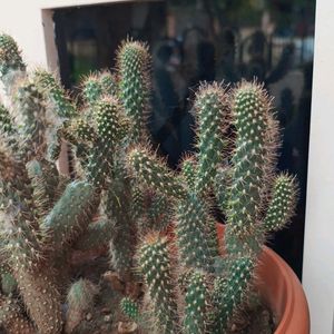 Cactus Plants