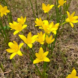 Yellow Rain Lilly Seeds