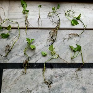 A Combo Of 4 Baby Money Plants With Root