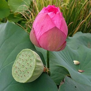 Lotus Flower Seeds 21 Seed