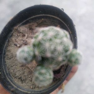 Rare And Expensive Cactus Plant