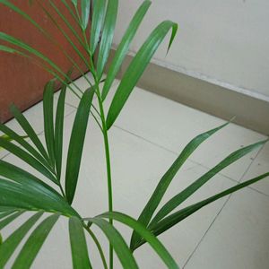 Areca Palm 2.7'