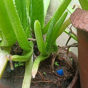 Aloe Vera Plant 🌵